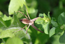 Listspinne, Pisaura mirabilis