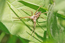 Listspinne, Pisaura mirabilis
