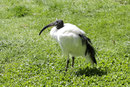 Ibis