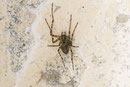 Kleine Höhlenspinne, Metellina merianae