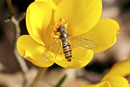 Hainschwebfliege, Episyrphus balteatus