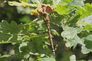 Blaugrüne Mosaikjungfer, weibl., Aeshna cyanea