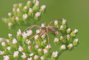 Listspinne, Pisaura mirabilis