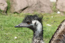 Emu
