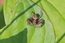 Krabbenspinne, Xysticus cristatus-Gruppe