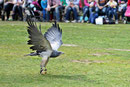 Kordillerenadler