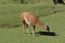 Guanako