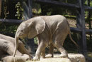 Afrikanischer Elefant