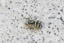 Zebraspringspinne, Salticus scenicus