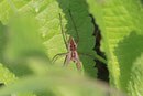 Listspinne, Pisaura mirabilis