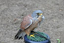 Turmfalke