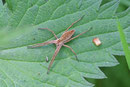 Listspinne, Pisaura mirabilis