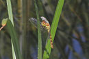 Große Heidelibelle, Sympetrum striolatum