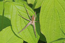 Listspinne, Pisaura mirabilis