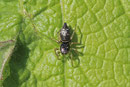 Springspinne, Heliophanus cf. cupreus