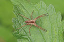 Listspinne, Pisaura mirabilis