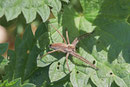 Listspinne, Pisaura mirabilis