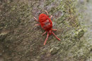 Milbe, Trombidiformes, cf. Trombidium sp.