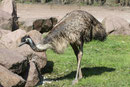 Emu