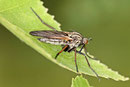 Gewürfelte Tanzfliege, Empis tessellata