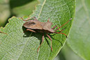 Lederwanze, Coreus marginatus
