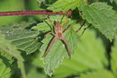 Listspinne, Pisaura mirabilis