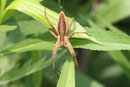 Listspinne, Pisaura mirabilis