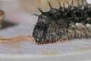 Raupe vom Distelfalter, Vanessa cardui