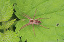 Listspinne, Pisaura mirabilis