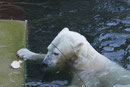 Eisbär