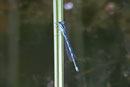 Pokaljungfer, Erythromma lindenii