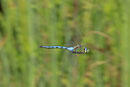 Große Königslibelle, Anax imperator