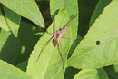 Listspinne, Pisaura mirabilis