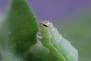 Raupe von der Gamma-Eule, Autographa gamma