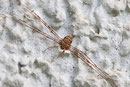 Schneider, männl., Dicranopalpus ramosus