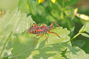 Rote Mordwanze, Rhynocoris iracundus