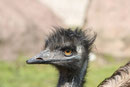 Emu