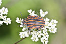Streifenwanze, Graphosoma italicum