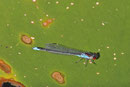 Kleines Granatauge, Erythromma viridulum