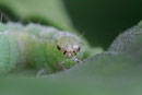 Raupe von der Gamma-Eule, Autographa gamma