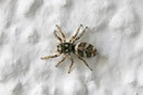 Zebraspringspinne, Salticus scenicus
