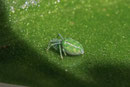 Grüne Kräuselspinne, Nigma walckenaeri