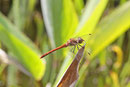 Große Heidelibelle, Sympetrum striolatum