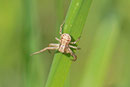 Krabbenspinne, Xysticus cristatus-Gruppe