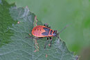 Feuerwanze, Larve, L5, Pyrrhocoris apterus