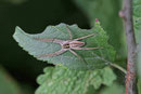 Listspinne, Pisaura mirabilis