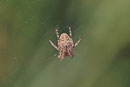 Schilfradspinne, Larinioides cf. cornutus