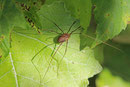 Apenninenkanker, Opilio canestrinii