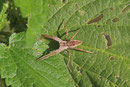 Listspinne, Pisaura mirabilis