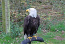 Weisskopfseeadler